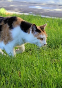 gatto, erba, verde, orecchie, prato, felino, animale, muso, pelo, occhi, maculato, baffi, micio, occhio