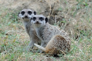 animali, occhi, due, pelo, natura, coppia, erba, musi, suricati, prateria
