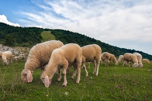 pecore, erba, pascolo, cielo, animali, montagna, prato, brucare, verde