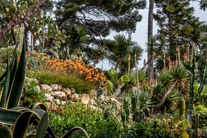 piante, fiori, alberi, verde, giardino, agave, sassi, grasse, cactus