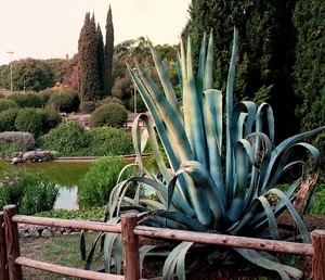 verde, giardino, alberi, staccionata, piante, acqua, lago, laghetto, foglie, agave, pianta