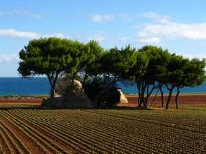 mare, nuvole, alberi, campo, cielo, pini, acqua, verde, coltivazione, terra, linee, piante, piantine