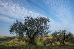 alberi, nuvole, cielo, olivi, verde, paesaggio, albero, ulivi, campagna, rami