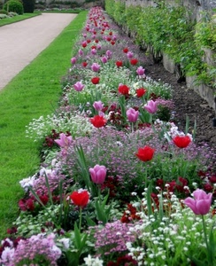fiori, verde, rosso, tulipani, aiuola, rosa, bianco, erba, prato, piante, muro, giardino, viola, lilla, viale