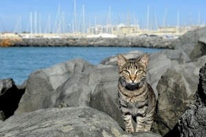 gatto, scogli, mare, porto, occhi, felino, massi, animali