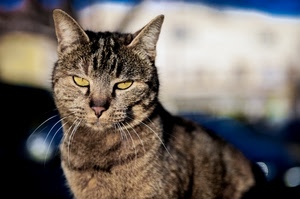 gatto, occhi, orecchie, pelo, baffi, animale, sfocato, felino, vibrisse, micio, giallo, muso, naso, tigrato