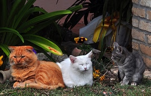 gatti, tre, felini, bianco, foglie, rosso, erba, grigio, mici, animali, fiori, pianta