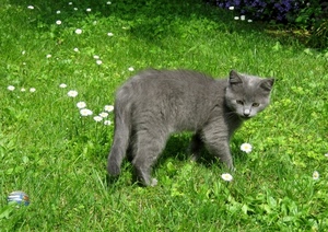 gatto, erba, prato, fiori, grigio, margherite, verde, coda, muso, zampe, felino, animale, pelo, palla, occhi