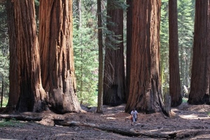 alberi, tronchi, bosco, foresta, uomo, giganti, verde, sequoie, persona