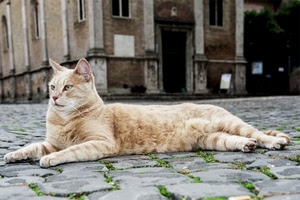 gatto, zampe, felino, selciato, micio, occhi, sdraiato, pelo, piazza, animale