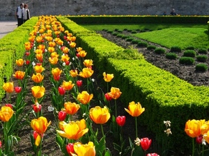 tulipani, verde, persone, giardino, siepi, fiori, giallo, rosso, aiuole, siepe, erba, aiuola, piante, cespugli, visitatori