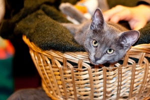 gatto, cesto, occhi, grigio, mano, orecchie, muso, vimini, coperta, animali