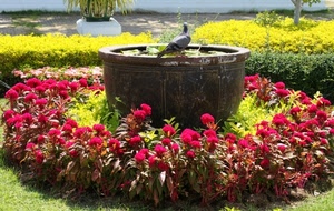fiori, aiuola, piccione, giallo, rosso, colombo, uccello, aiuole, fontana, vaso