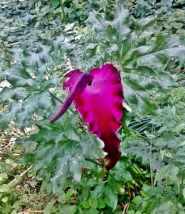 foglie, verde, fiore, viola, pianta, piante, ciclamino