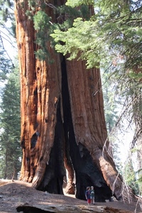 tronco, albero, bambini, sequoia, foglie, rami, due, gigante