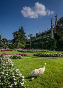 aiuole, prato, fiori, pavone, nuvola, verde, giardino, uccello, giardini, alberi, bianco