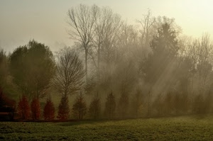 alberi, nebbia, verde, prato, rami, raggi, erba, cielo