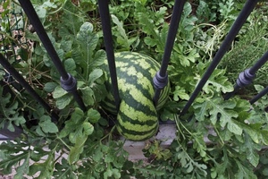 verde, foglie, cocomero, ringhiera, anguria, ferro, erba, zucca, verdura, frutto, frutta, inferriata, cancello, piante