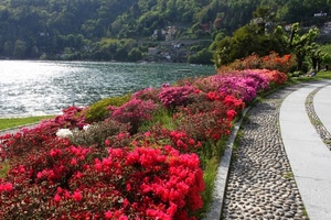 fiori, aiuola, lago, acqua, rosso, verde, colori