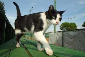 gatto, zampe, felino, verde, coda, occhi, animale, nero, bianco