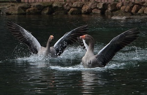 acqua, ali, spruzzi, uccelli, oche, animali, becco, lago, due, volatili