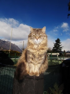 gatto, nuvole, pelo, cielo, occhi, orecchie, zampe, felino, muso, albero, animale, baffi, coda, azzurro, rosso