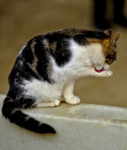 gatto, coda, pelo, zampa, lecca, leccare, lingua, micio, marmo, fusa, animale, bianco