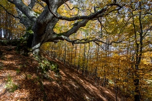 bosco, alberi, rami, autunno, foglie, piante, ombra, giallo