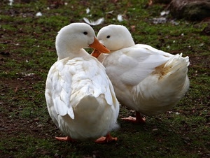bianco, piume, due, becco, papere, zampe, arancione, uccelli, animali, erba, prato, anatre, verde, terra, bianche, pennuti, becchi
