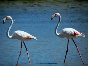 acqua, fenicotteri, due, zampe, uccelli, animali, trampolieri