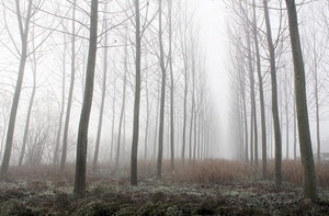 alberi, nebbia, inverno, bosco, rami, tronchi, prospettiva, pioppi, foschia, verde, bianco, autunno, giallo, spogli, pioppeto, sottobosco