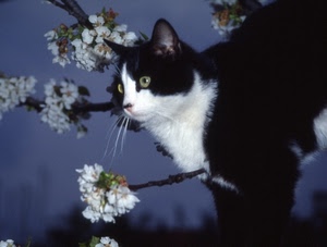 gatto, nero, occhi, bianco, fiori, rami, orecchie, baffi, muso, pelo, micio, felino, cielo, bianconero, ramo, albero, ciliegio, animale