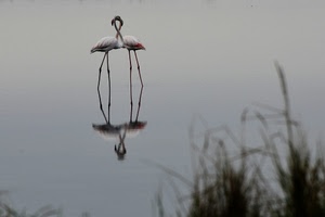fenicotteri, riflesso, due, acqua, uccelli, lago, erba, becchi, riflessi