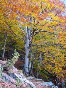 bosco, autunno, alberi, foglie, rami, giallo, albero, sassi
