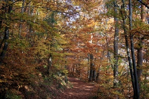 alberi, autunno, foglie, bosco, strada, sentiero