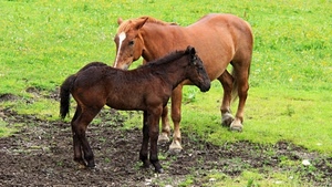 cavalli, puledro, due, erba, prato, marrone, cavallo, verde, animali, terra