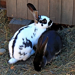 conigli, animali, nero, bianco, orecchie, paglia, legno, due, erba, coda, coppia, fieno, occhi