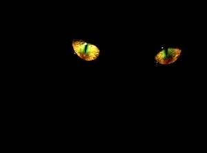 gatto, nero, occhi, giallo, due, verde, sguardo