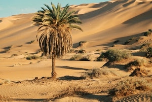 deserto, dune, palma, sabbia, cespugli, erba, palme, albero