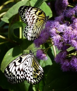 farfalle, due, viola, insetti, fiori, ali, fiore, foglie