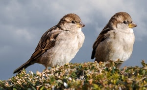 due, uccelli, piume, becco, cielo, erba, becchi, animali, occhi, passeri