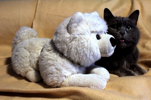 gatto, cane, bianco, nero, animali, peluche, due, pupazzo, giocattolo, divano