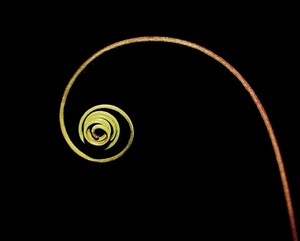 spirale, verde, nero, pianta, erba, vegetale, ricciolo