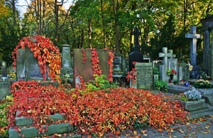 tombe, cimitero, croci, rosso, lapidi, foglie, autunno, vite, alberi