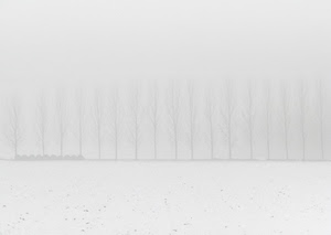 alberi, nebbia, neve, bianco, inverno, fila