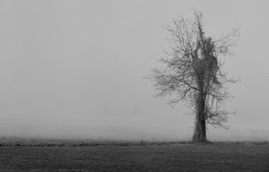 albero, nebbia, bianconero, rami, inverno, grigio, terra, bianco