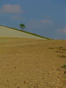 albero, cielo, fili, terra, nuvole, collina, colline, giallo, paesaggio, terreno, diagonali