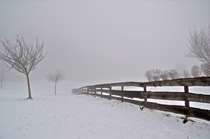 staccionata, neve, inverno, nebbia, alberi, bianco, albero, grigio, legno, rami