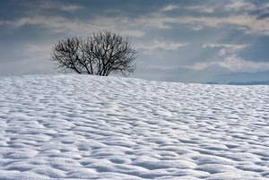 neve, albero, inverno, nuvole, bianco, collina