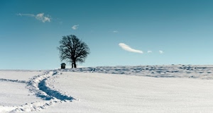 albero, neve, inverno, bianco, edicola, cielo, traccia, nuvole, panorama, solco